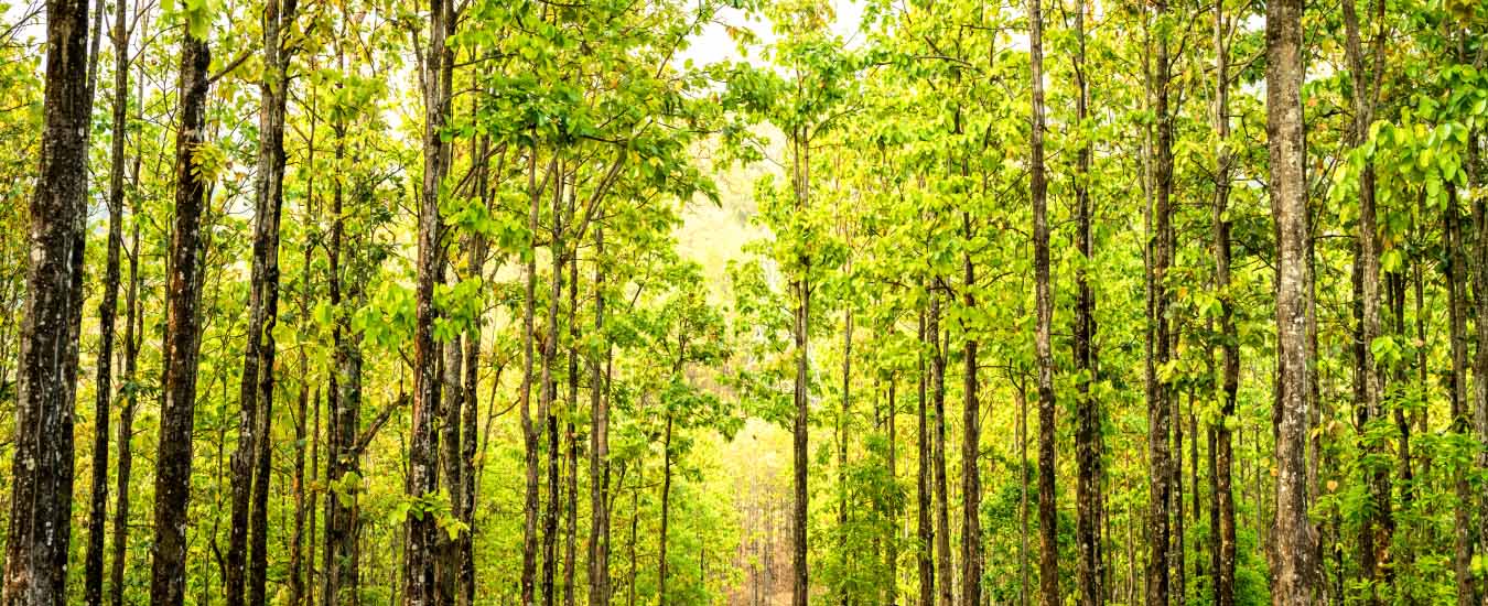 Visit Shorea Forest Recreation Centre with Your Family