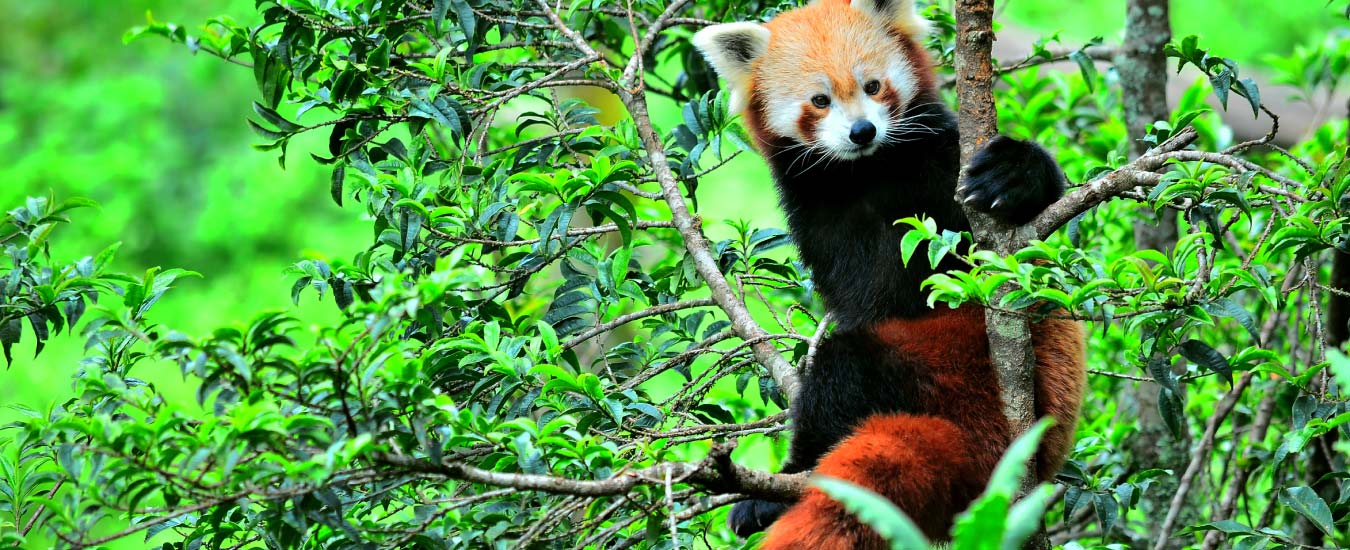 Enjoy Zoological Park and See the Rare Snow Leopards and Red Pandas